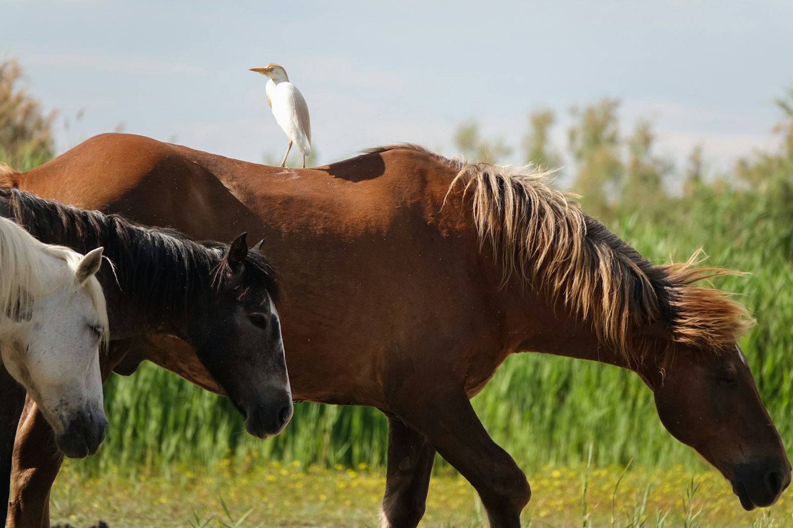 Chevaux blancs courant dans l'eau en Camargue